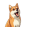 IDOL icon